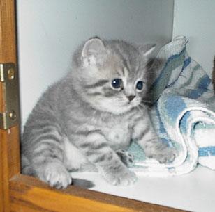 chubb.jpg